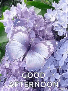 Good Afternoon Butterflies GIF - Good Afternoon Butterflies Glitter GIFs