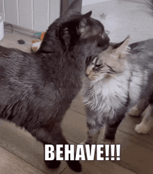 Behave Cat GIF - Behave Cat Cat Attack GIFs
