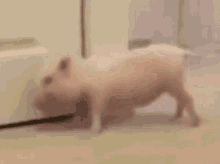 Pig Twerk GIF - Pig Twerk GIFs