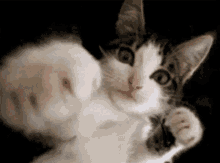 Lovefromkitty Cutehearts GIF - Lovefromkitty Cutehearts Cuteness GIFs