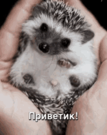 приветик привет ёжик ёж GIF - Cute Hedgehog GIFs