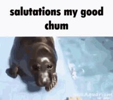 salutations my good chum seal
