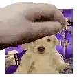 a close up of a person 's hand holding a puppy .