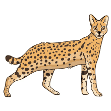 cat serval