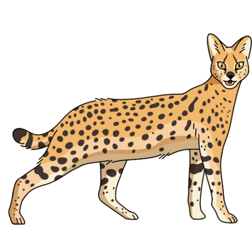 Wild Cat Serval Sticker - Wild Cat Serval Stickers