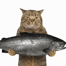 a cat holds a large fish in its paws