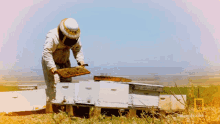 bee catcher checking on bee net working nat geo wild beekeeper