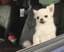 a small white dog is sitting in the back seat of a car and looking out the window .