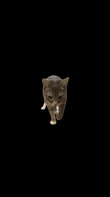 a cat is walking on a black background