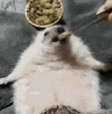 Hedgehog Feedme GIF - Hedgehog Feedme Hungry GIFs