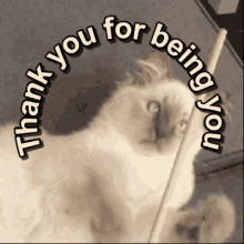 Thank You For Being You Cute GIF - Thank You For Being You Cute Kitten GIFs