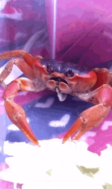 Crab Eating GIF - Crab Eating GIFs