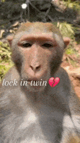 a close up of a monkey with the words lock in twin written on it