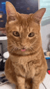 a close up of an orange cat sticking its tongue out .