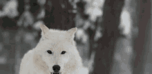Wolf Dog GIF - Wolf Dog GIFs