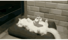 Cat Animated GIF - Cat Animated Hamster GIFs
