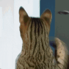 a close up of a cat 's ear looking out a window