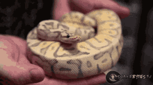 Snake Cute GIF - Snake Cute Pet GIFs