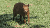 a small brown animal is standing in the grass
