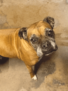 a close up of a brown dog with a white nose