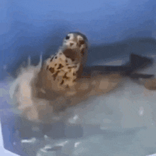 Seal Seal Clap GIF - Seal Seal Clap Seal Splash GIFs