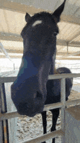 a black horse with a white spot on its forehead behind a fence