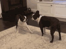 Boston Terrier Dog GIF - Boston Terrier Dog Puppy GIFs