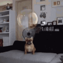 Bubbles Dog GIF - Bubbles Dog GIFs