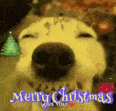 Merry Christmas Funny Funnydogmerrychistmas GIF - Merry Christmas Funny Funnydogmerrychistmas Happyhalloween GIFs