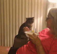 Cat Whatcha Eating GIF - Cat Whatcha Eating Funny Pet Videos GIFs