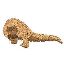 anteater steppe pangolin scaly anteater south african pangolin ground pangolin