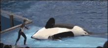 Beached Whale GIF - Beached Whale Trained GIFs