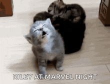 a group of cats are sitting on a wooden floor and one of them is yawning .