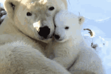 kutup ayisi bebek ayi kutup beyaz