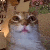 Cat Cat Meme GIF - Cat Cat Meme Tweak GIFs