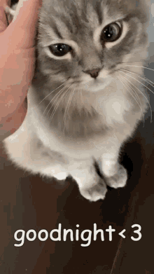 a person petting a cat with the words goodnight < 3