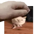 a cat is sitting on a wooden floor next to a person 's hand .