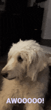 Awoo Hello Dog GIF - Awoo Hello Dog Dog GIFs