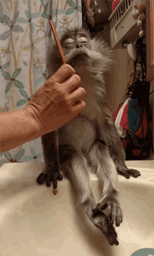 brushing monkey groom grooming brush