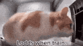 an orange and white cat is looking out of a microwave oven with the caption ' lodds when train ' .