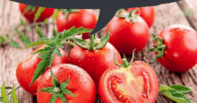 Tomat GIF - Tomat GIFs