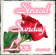Sunday Love GIF - Sunday Love Rose GIFs