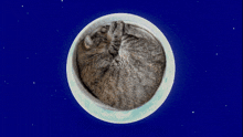 a cat is sleeping in a bowl in the middle of a blue background