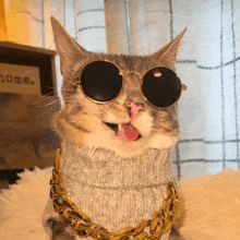 a cat wearing sunglasses and a sweater with a gold chain