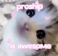 a close up of a cat 's face with the words `` proship is awesome '' written above it .