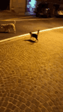 Cat And Dog GIF - Cat And Dog GIFs