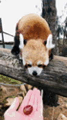Aww Cute GIF - Aww Cute Red Panda GIFs