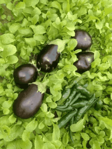 Muslam Veggies GIF - Muslam Veggies Greens GIFs