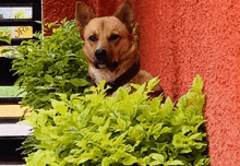 a dog peeking out from behind a bush with a red wall behind it