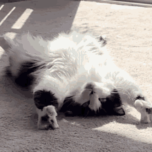 Cat Cats GIF - Cat Cats Lazy GIFs
